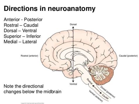 Posterior Anterior Brain