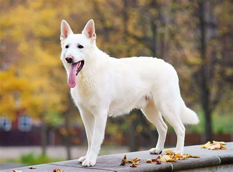 Weißer Schäferhund Charakter Größe And Erziehung Steckbrief