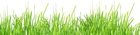 Download Grass Png Image For Free