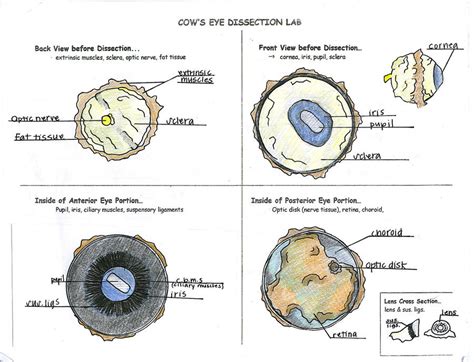 Cow Eye Dissection By Tiggerbaby1122 On Deviantart