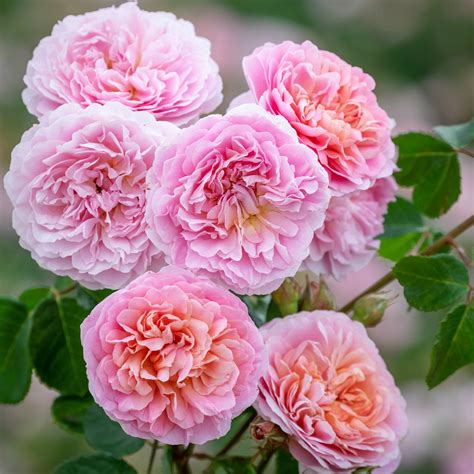 Rose Care Advice And Inspiration Roses Are Easy To Grow And Are Remarkably Tolerant However With