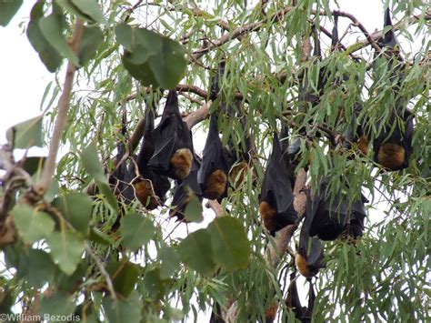 Spectacled Flying Foxes Zoochat