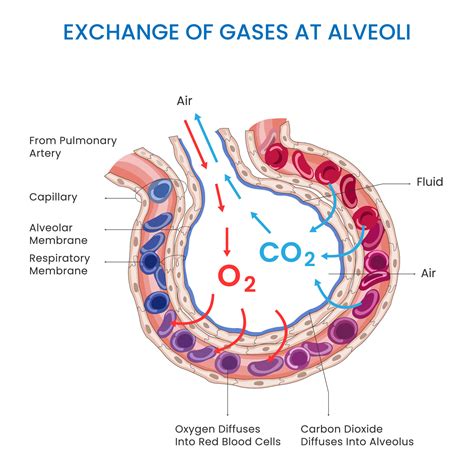 Alveoli Gas Exchange Oxygen In Carbon Dioxide Out Facilitating