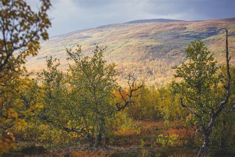 Sunny Fall Autumn View Of Abisko National Park Kiruna Municipality