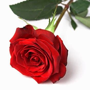 Aesthetic rose wallpapers top free aesthetic rose backgrounds. 20 Gambar Foto Bunga Mawar Merah ~ Ayeey.com