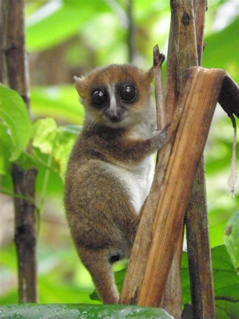 New Lemur Discovered In Madagascar Is Already A Threatened Species