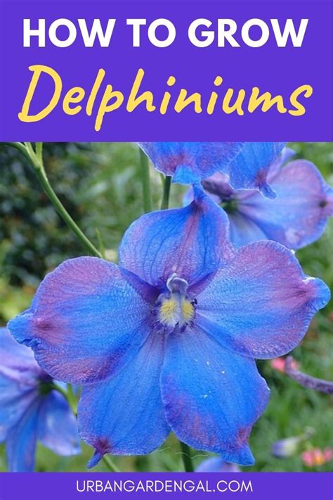 How To Grow Delphiniums Tall Perennial Flowers Delphinium Flowers