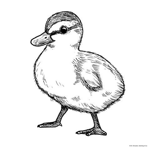 Drawing Of Duckling Line Art Illustrations