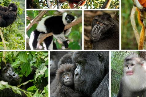 Tiredearth Meet The Planets 25 Most Endangered Primates
