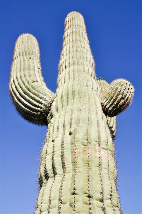 Cactus Del Saguaro Parque Nacional Del Cactus Del Tubo De órgano