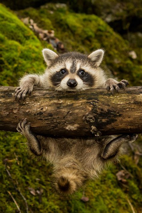 Covering only about 8 percent of the earth's surface, tropical rainforests contain over half of the planet's animal and plant species. Temperate Rainforest Animals List