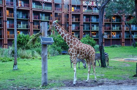 Find authentic african artifacts in the lobby of disney. Disney's Animal Kingdom Lodge - Jambo House 2-Bedroom ...