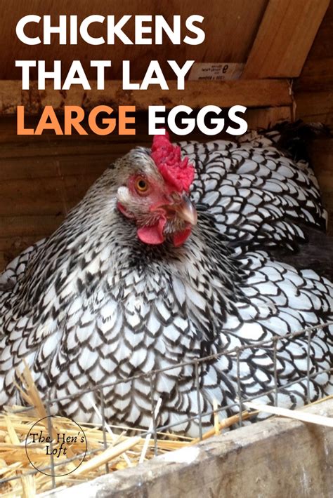 top 10 breeds of chickens that lay the largest eggs 2023 rezfoods resep masakan indonesia