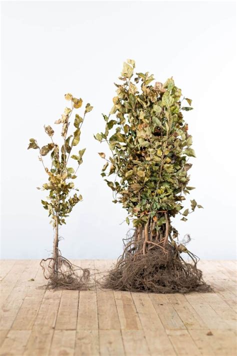 Beech Fagus Sylvatica 60 80cm Bare Root Hedgeplants Uk