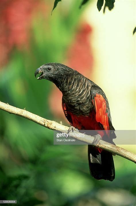The pesquet's parrot (psittrichas fulgidus) sometimes called the. Pin on go home evolution, you're drunk