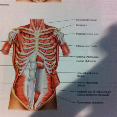 The rib cage has many attachment points to other important muscles, like the neck, abdominals, and upper back. 8. Muscles of Thorax, Abs, Pelvis at Temple University ...