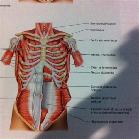 The next one will be the basics for the perspective and angles of. 8. Muscles of Thorax, Abs, Pelvis at Temple University ...