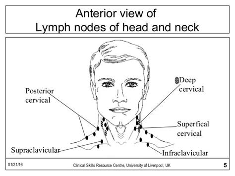 Posterior Cervical Lymph Nodes Cervical Lymph Node Division Of