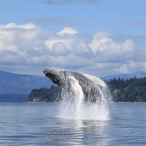 Whale Watching In Canada Frontier Canada