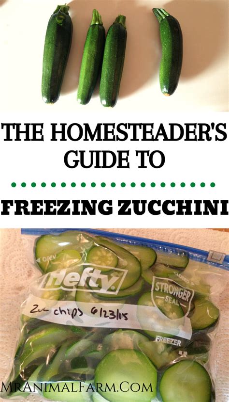 Diced cubes, sliced rounds, half rounds, or even battonets (thick sticks) are all how long can i freeze zucchini for? How To Freeze Zucchini | Mranimal Farm | Freezing zucchini ...