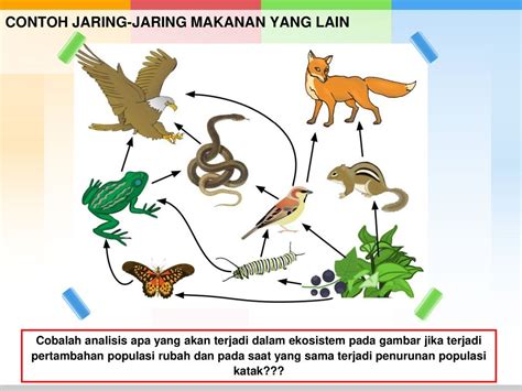 Contoh Jaring Jaring Makanan Di Padang Rumput Berbagai Contoh Riset