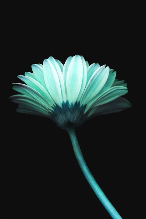We did not find results for: Lonely Flower Dark Blue Simple Minimal Art iPhone 4s ...