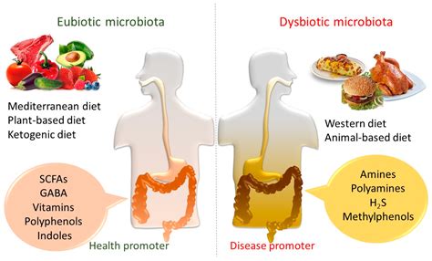 Dietary Lipids Gut Microbiota And Lipid Metabolism Dietaros