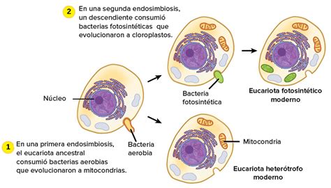 Endosimbiosis Biologia Evolución De Las Células Wikisabio