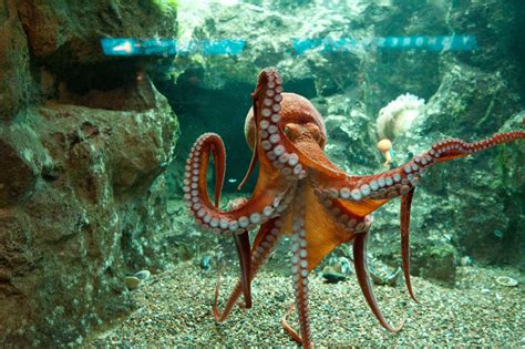 Shedd Giant Pacific Octopus Giant Pacific Octopus Beautiful Sea