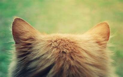 Ears Cat Head Desktop Wallpapers