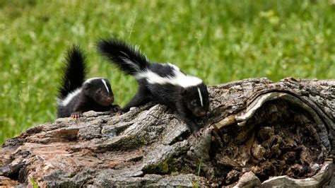 How To Get Rid Of Skunks To Protect Your Lawn And Pets