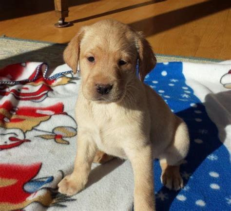 Find great deals on new items shipped from stores to your door. AKC British Yellow Lab Puppies Male & Female - 8 weeks for ...