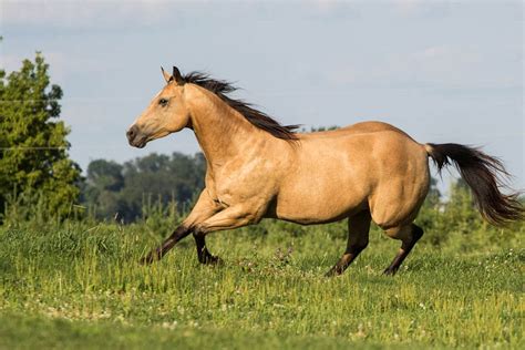 Buckskin Quarter Horse Murphy Horse Of My Dreams See More Ideas