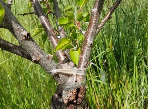 How To Repair Broken Fruit Trees Grow Great Fruit