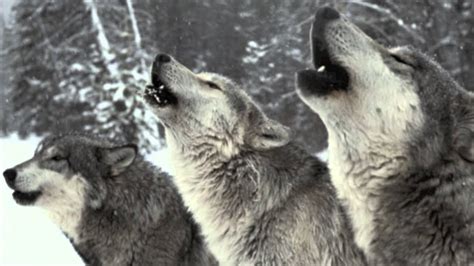 Wolf Pack Howling