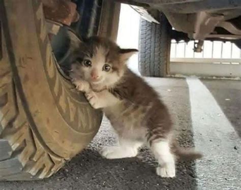 Cat Mechanic Rcatswithjobs