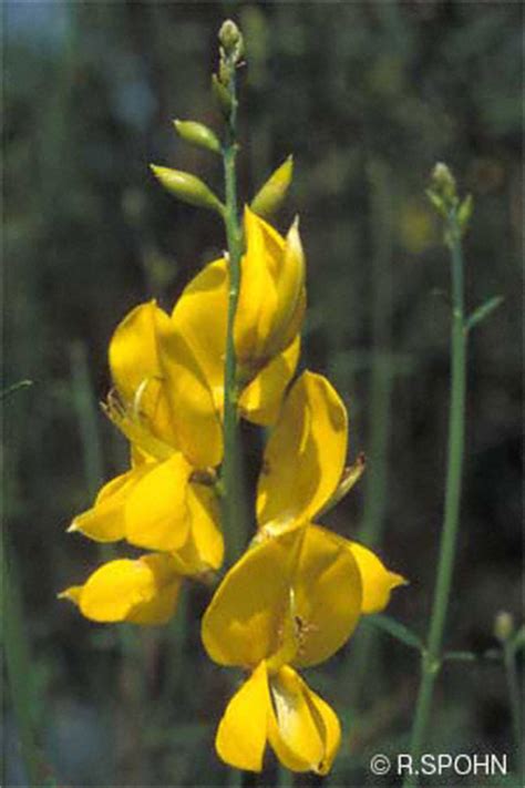 Fiori bisessuali, alternati ad altri unisessuali, colore giallo verdognolo, riuniti in grappoli allungati penduli;. BOTH - Lessico degli alberi - Ginestra odorosa, G. di ...