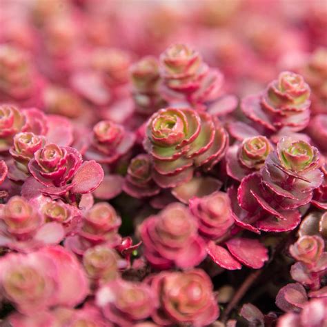 Red Creeping Sedum Plants For Sale From Gurneys