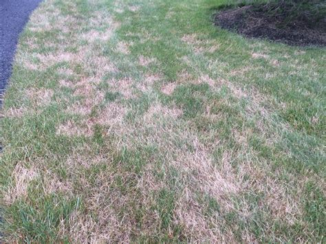 Lawn Fungus And Diseases Nearly Everything You Need To Know