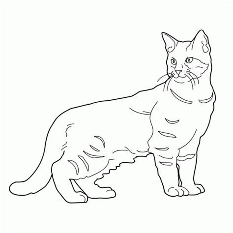 Dibujos De Gatos Para Imprimir Y Colorear Colorear Im Genes