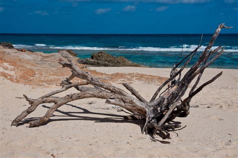 Driftwood Stock Photo Image Of Brown Bahamas Ocean 33641702