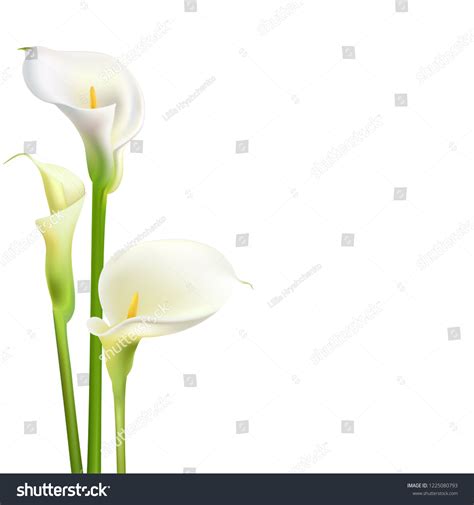 41 018 Calla Lily Images Stock Photos Vectors Shutterstock