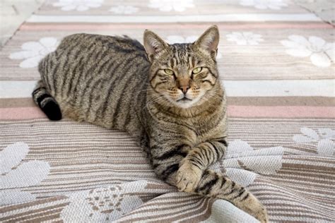 5 Tabby Cat Breeds Patterns And Markings With Pictures Hepper