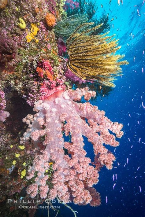 Pristine South Pacific Tropical Coral Reef With Vibrant Colorful