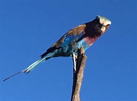 Lilac Breasted Roller Bird Animals Animales Animaux Birds Animal