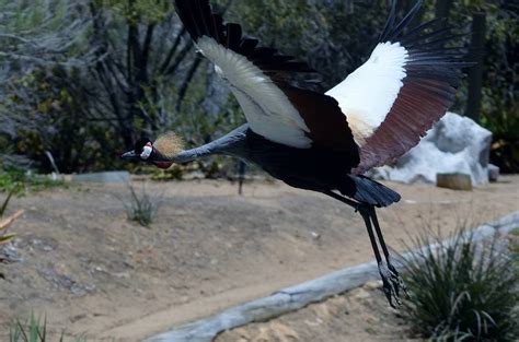 Crowned Crane At The Frequent Flyers Show At The Safari