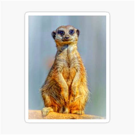 Meerkats Cute Animals Sticker By Julieford Redbubble