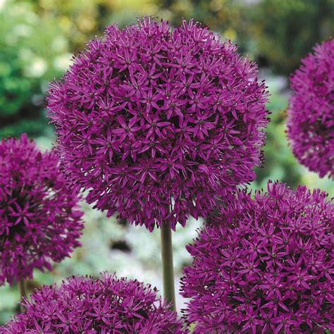 Buy Allium Purple Sensation J Parker Dutch Bulbs Herbaceous