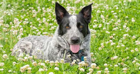 Blue Heeler Mixes Which Of These Hybrids Would Be Right For You