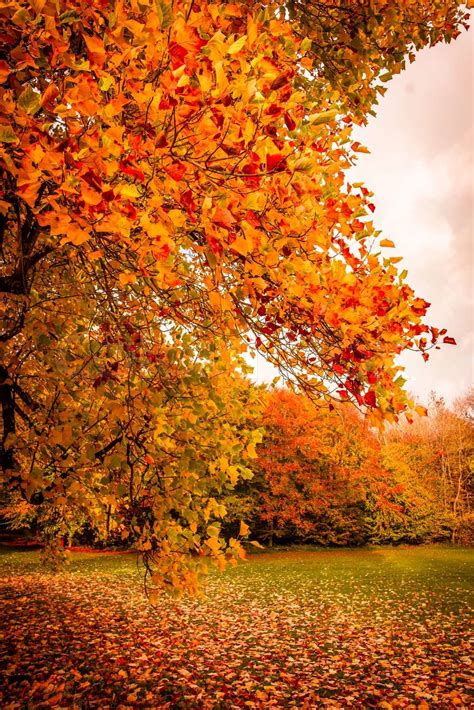 Herbstlandschaft Stock Bild Colourbox